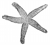 Starfish